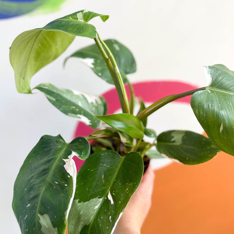 Philodendron 'White Princess' - Sprouts of Bristol