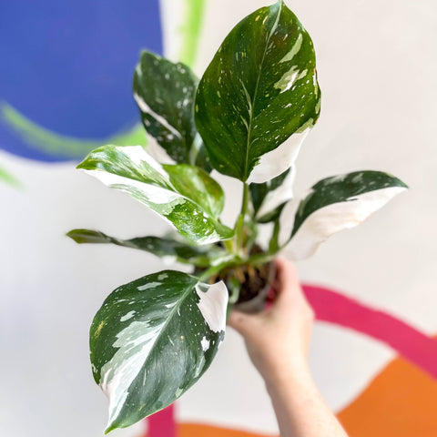Philodendron 'White Wizard' - Sprouts of Bristol