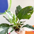 Philodendron 'White Wizard' - Sprouts of Bristol