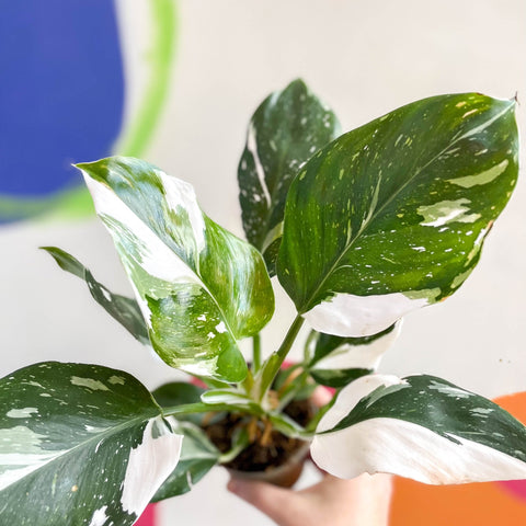 Philodendron 'White Wizard' - Sprouts of Bristol