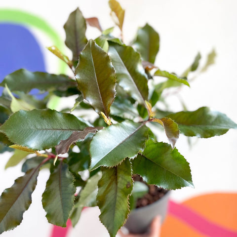 Photinia x fraseri 'Magical Volcano' - Evergreen Shrub - Sprouts of Bristol