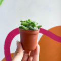 Pickle Plant - Delosperma echinatum - Sprouts of Bristol
