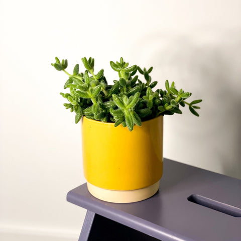 Pickle Plant - Delosperma echinatum - Sprouts of Bristol