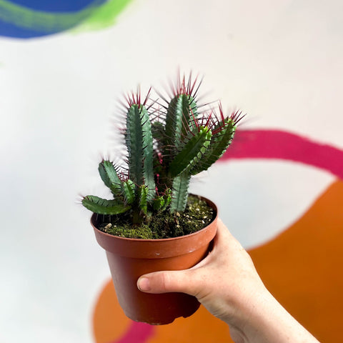 Pincushion Plant - Euphorbia enopla - Sprouts of Bristol