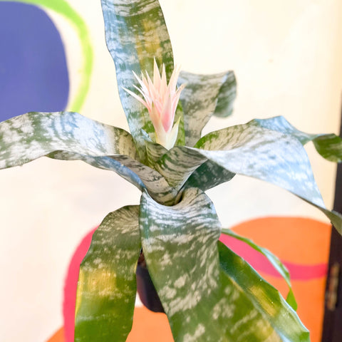 Pink Bromeliad - Aechmea fasciata ‘Primera’ - Sprouts of Bristol