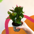 Pink Christmas Cactus - Schlumbergera - Sprouts of Bristol