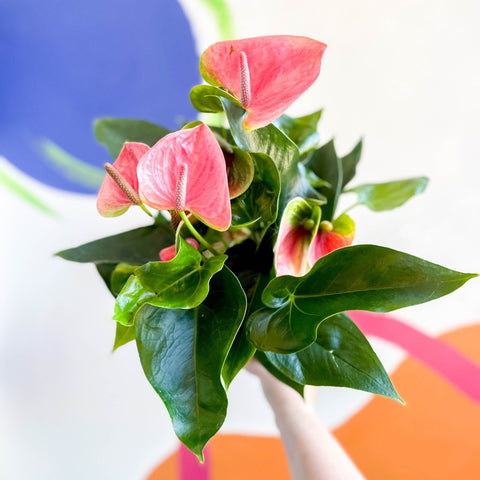 Pink Flamingo Flower - Anthurium andraeanum 'Sweet Dream' - Sprouts of Bristol