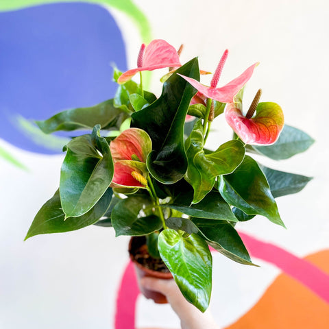 Pink Flamingo Flower - Anthurium andraeanum 'Sweet Dream' - Sprouts of Bristol