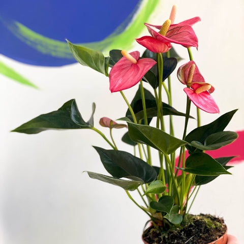 Pink Flamingo Flower - Anthurium 'Floriclone Cariad' - Sprouts of Bristol