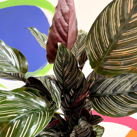 Pink Pinstripe Plant - Calathea ornata ‘Sanderiana’ - British Grown - Sprouts of Bristol