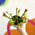 Pitcher Plant - Sarracenia 'Fiona' - Sprouts of Bristol