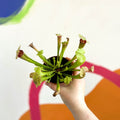 Pitcher Plant - Sarracenia 'Fiona' - Sprouts of Bristol