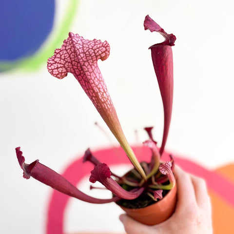 Pitcher Plant - Sarracenia 'Juthatip Soper' - Sprouts of Bristol