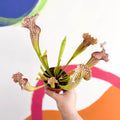 Pitcher Plant - Sarracenia leucophylla - Sprouts of Bristol
