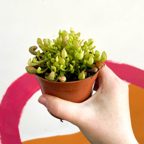 Pitcher Plant - Sarracenia leucophylla x psittacina ‘Scarlet Belle’ - Sprouts of Bristol