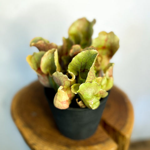 Pitcher Plant - Sarracenia purpurea - Sprouts of Bristol