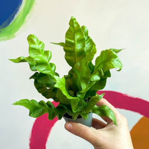 Pleated Bird's Nest Fern - Asplenium nidus 'Crispy Wave' - Sprouts of Bristol