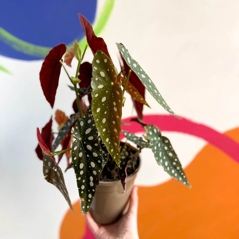 Polka Dot Begonia - Begonia maculata - British Grown - Sprouts of Bristol
