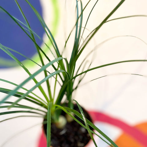 Ponytail Palm - Beaucarnea recurvata - Sprouts of Bristol