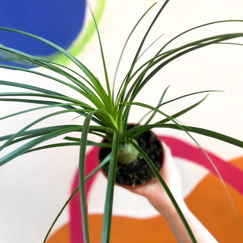 Ponytail Palm - Beaucarnea recurvata - British Grown - Sprouts of Bristol