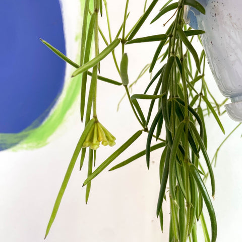 Porcelain Flower - Hoya linearis - Sprouts of Bristol