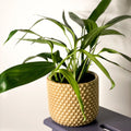 Pothos Amplifolia - Epipremnum amplissimum - Sprouts of Bristol