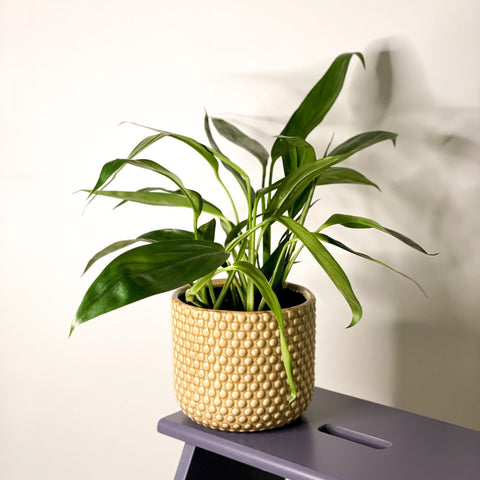 Pothos Amplifolia - Epipremnum amplissimum - Sprouts of Bristol