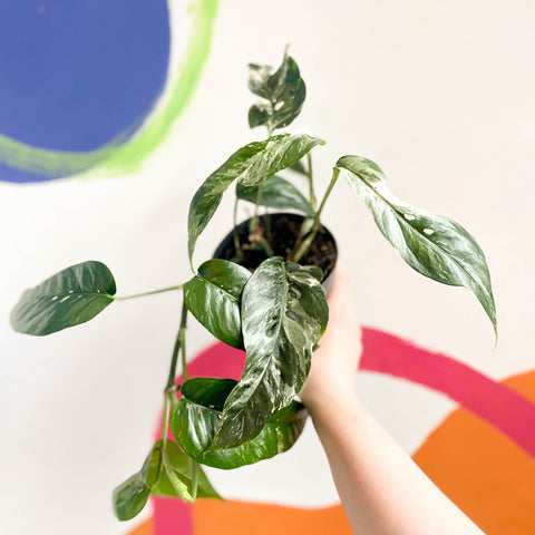 Pothos - Epipremnum pinnatum 'Variegata' - Sprouts of Bristol