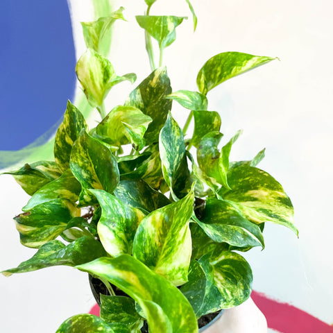 Pothos N Joy Gold- Epipremnum aureum 'N'joy Gold' - Sprouts of Bristol