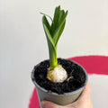 Potted Allium - Sprouts of Bristol
