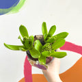 Potted Hyacinthus Bulbs - Sprouts of Bristol
