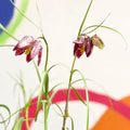 Potted Snake's Head Fritillary Bulbs - Fritillaria meleagris - Sprouts of Bristol