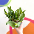 Potted Tulip Bulbs - Tulipa - Sprouts of Bristol