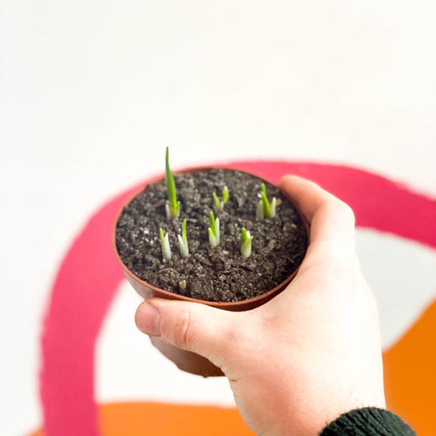 Potted White-flowered Snake's Head Fritillary Bulbs - Fritillaria meleagris 'Alba' - Sprouts of Bristol