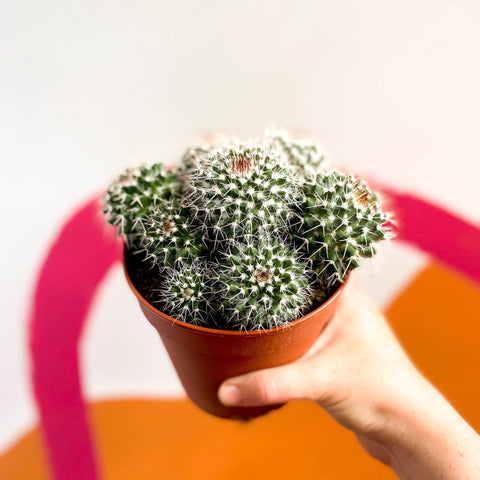 Powder Puff Cactus - Mammillaria bocasana - Sprouts of Bristol