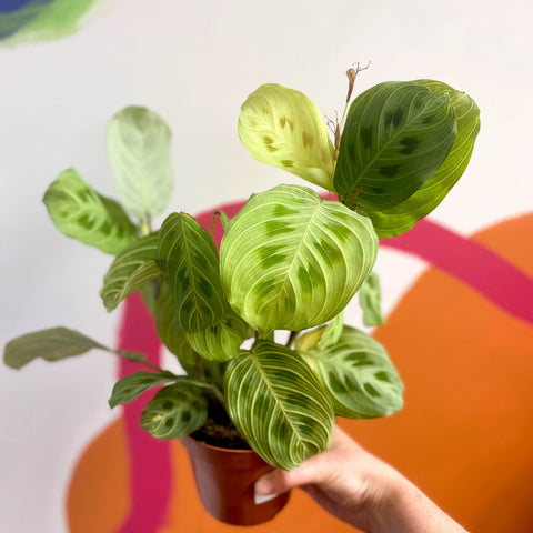 Prayer Plant - Maranta leuconeura 'Fantasy' / 'Light Veins' - Sprouts of Bristol