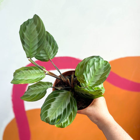 Prayer Plant - Maranta leuconeura 'Silver Band' - Sprouts of Bristol