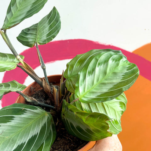 Prayer Plant - Maranta leuconeura 'Silver Band' - Sprouts of Bristol