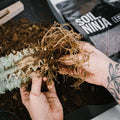 Premium Cacti and Succulent Soil Mix - Sprouts of Bristol