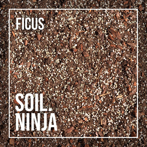 Premium Ficus Soil Mix - Sprouts of Bristol