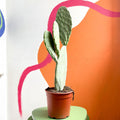 Prickly Pear - Opuntia - Sprouts of Bristol