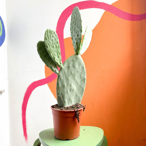 Prickly Pear - Opuntia - Sprouts of Bristol