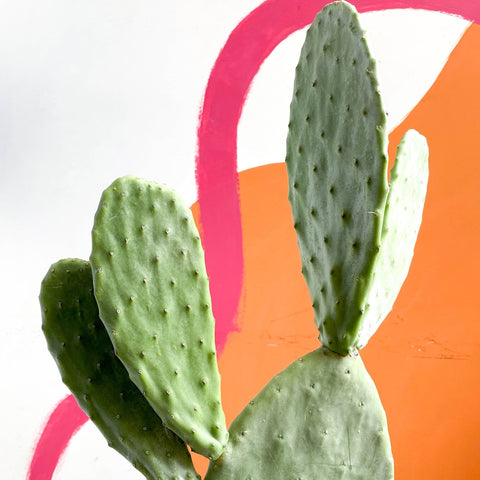 Prickly Pear - Opuntia - Sprouts of Bristol