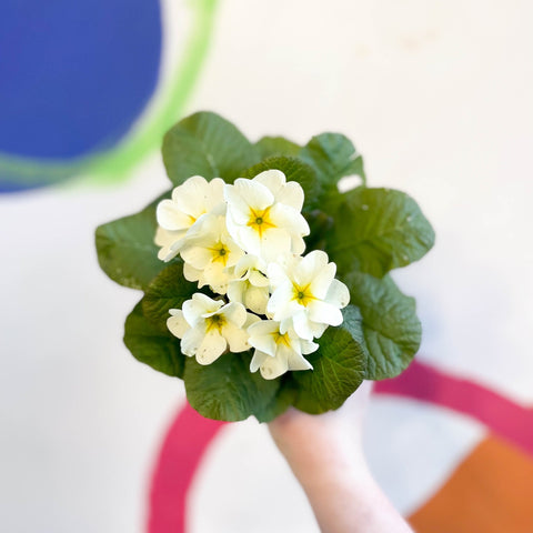 Primrose - Primula vulgaris 'Obsidian' - British Grown - Sprouts of Bristol