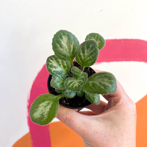 Primulina chirita 'Loki' - Welsh Grown - Sprouts of Bristol