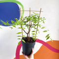Purple American Wisteria - Wisteria frutescens 'Amethyst Falls' - Deciduous Climber - Sprouts of Bristol