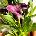 Purple Calla Lily - Zantedeschia 'Odessa' - Sprouts of Bristol