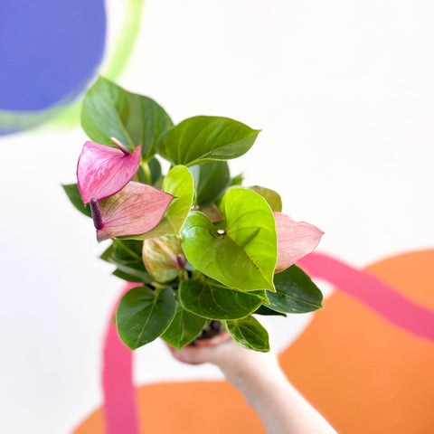 Purple Flamingo Flower - Anthurium andraeanum 'Baby Purple' - Sprouts of Bristol