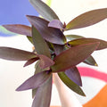 Purple Inch Plant - Tradescantia pallida 'Purpurea' - Welsh Grown - Sprouts of Bristol