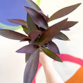 Purple Inch Plant - Tradescantia pallida 'Purpurea' - Welsh Grown - Sprouts of Bristol
